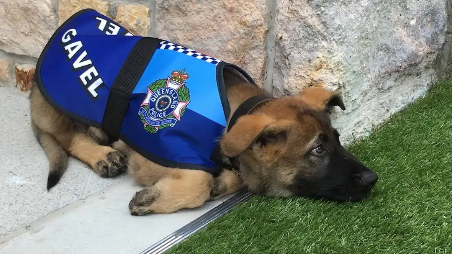 Gavel, perrito policía 